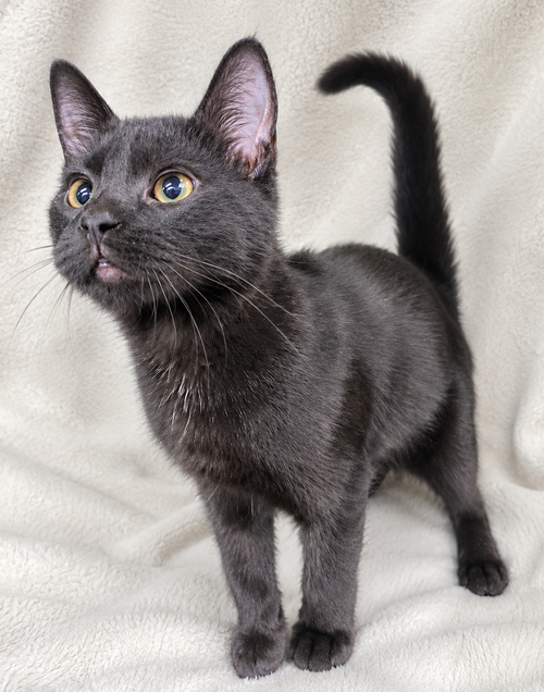 Kitten Arizona photo 2