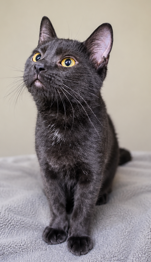 Kitten Arizona photo 3