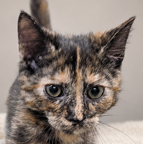 Kitten Luau, Baby Domestic Short Hair / Tortoiseshell / Mixed (short coat), cat for adoption in Cleveland, Ohio