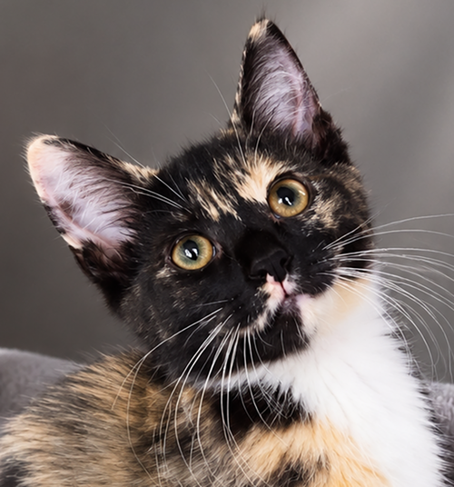 Kitten Steez, Baby Domestic Short Hair / Tortoiseshell / Mixed (short coat), cat for adoption in Cleveland, Ohio