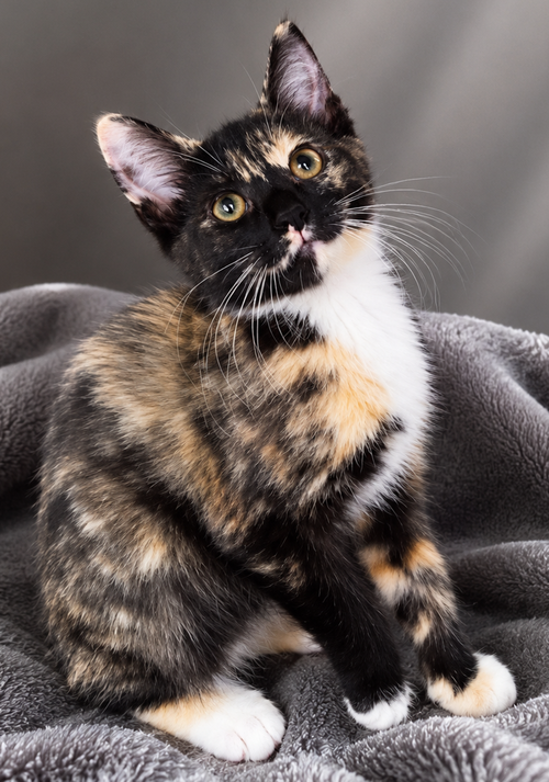 Kitten Steez photo 2