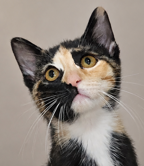 Kitten Vert, Baby Domestic Short Hair / Tortoiseshell / Mixed (short coat), cat for adoption in Cleveland, Ohio