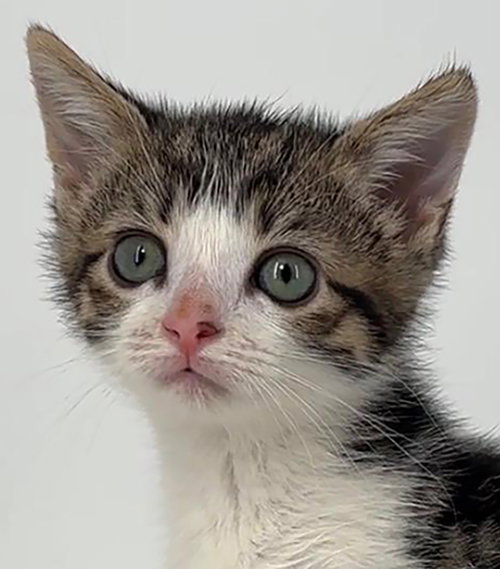 Kitten Gretel, Baby Domestic Short Hair / Tabby / Mixed (short coat), cat for adoption in Cleveland, Ohio