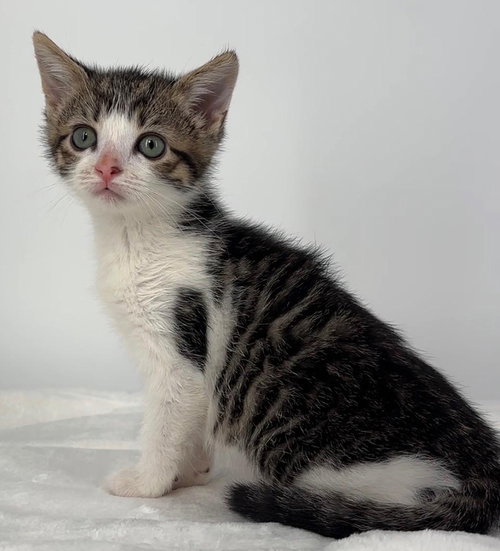 Kitten Gretel photo 2