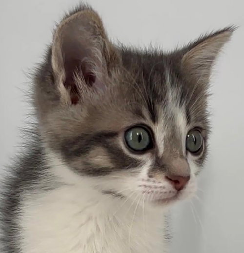 Kitten Hansel, Baby Domestic Short Hair / Tabby / Mixed (short coat), cat for adoption in Cleveland, Ohio