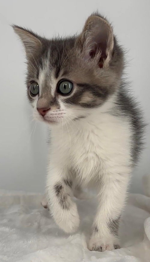 Kitten Hansel photo 2