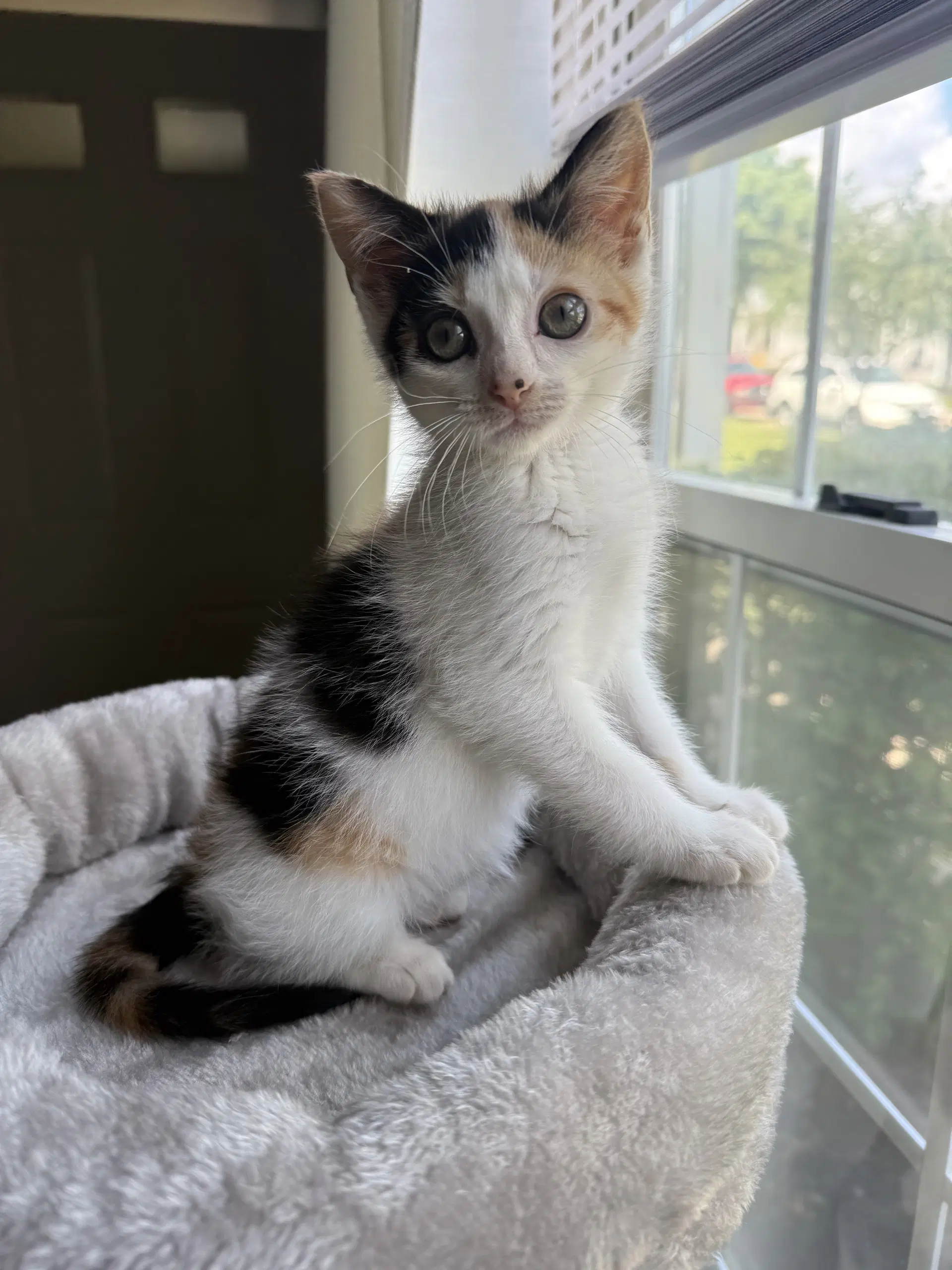 Kitten Reef - Calico