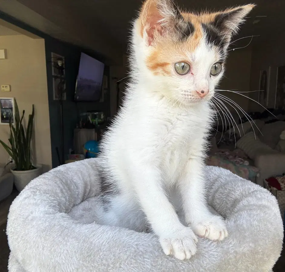 Kitten Reef image 2