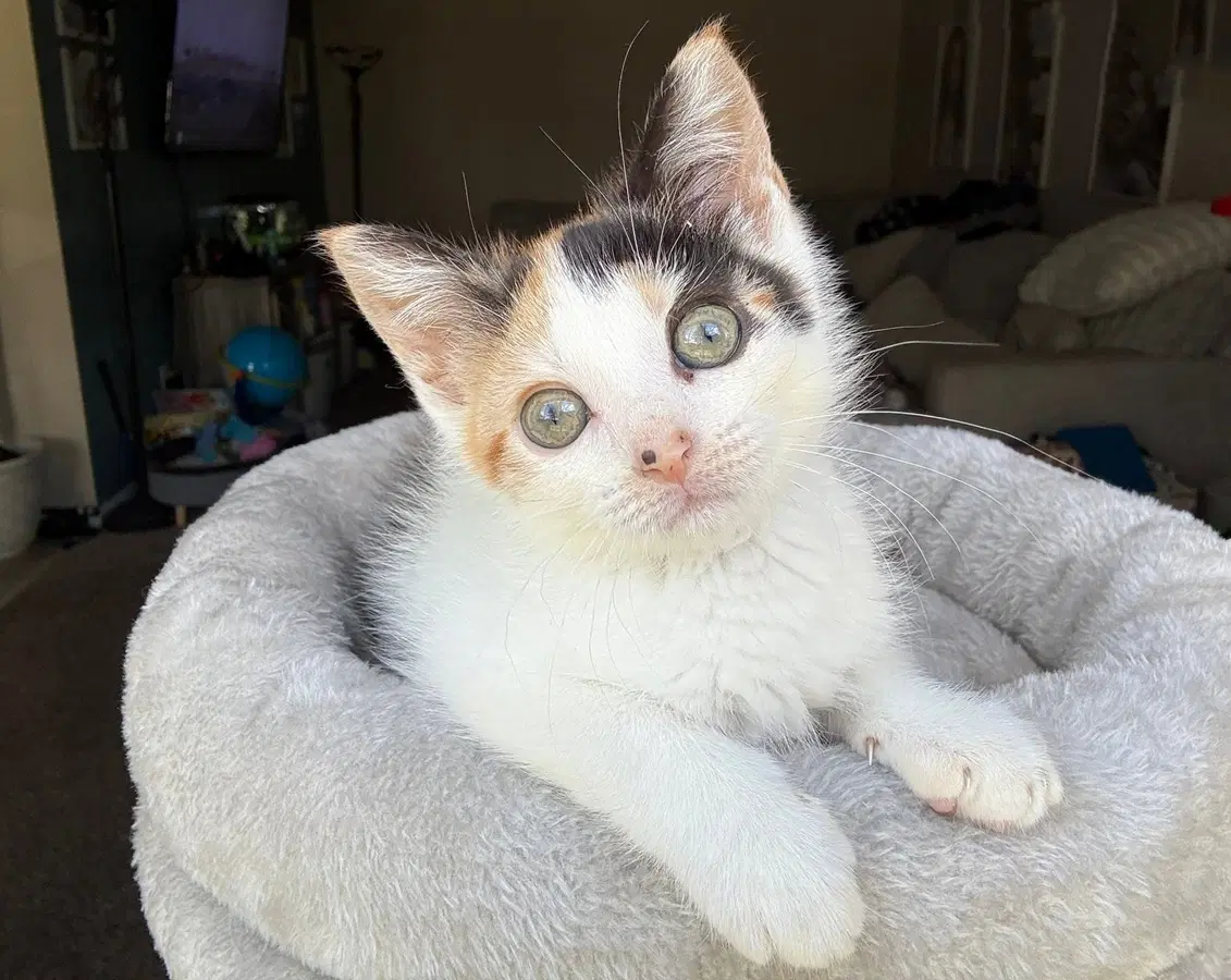 Kitten Reef image 3