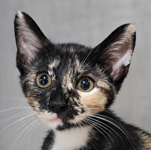 Kitten Halfpipe, Baby Domestic Short Hair / Tortoiseshell / Mixed (short coat), cat for adoption in Canton, Ohio