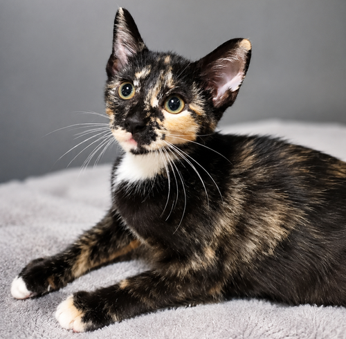 Kitten Halfpipe photo 2