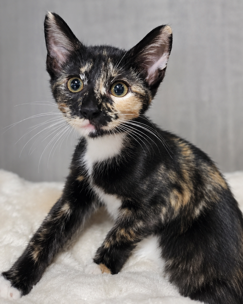Kitten Halfpipe photo 3