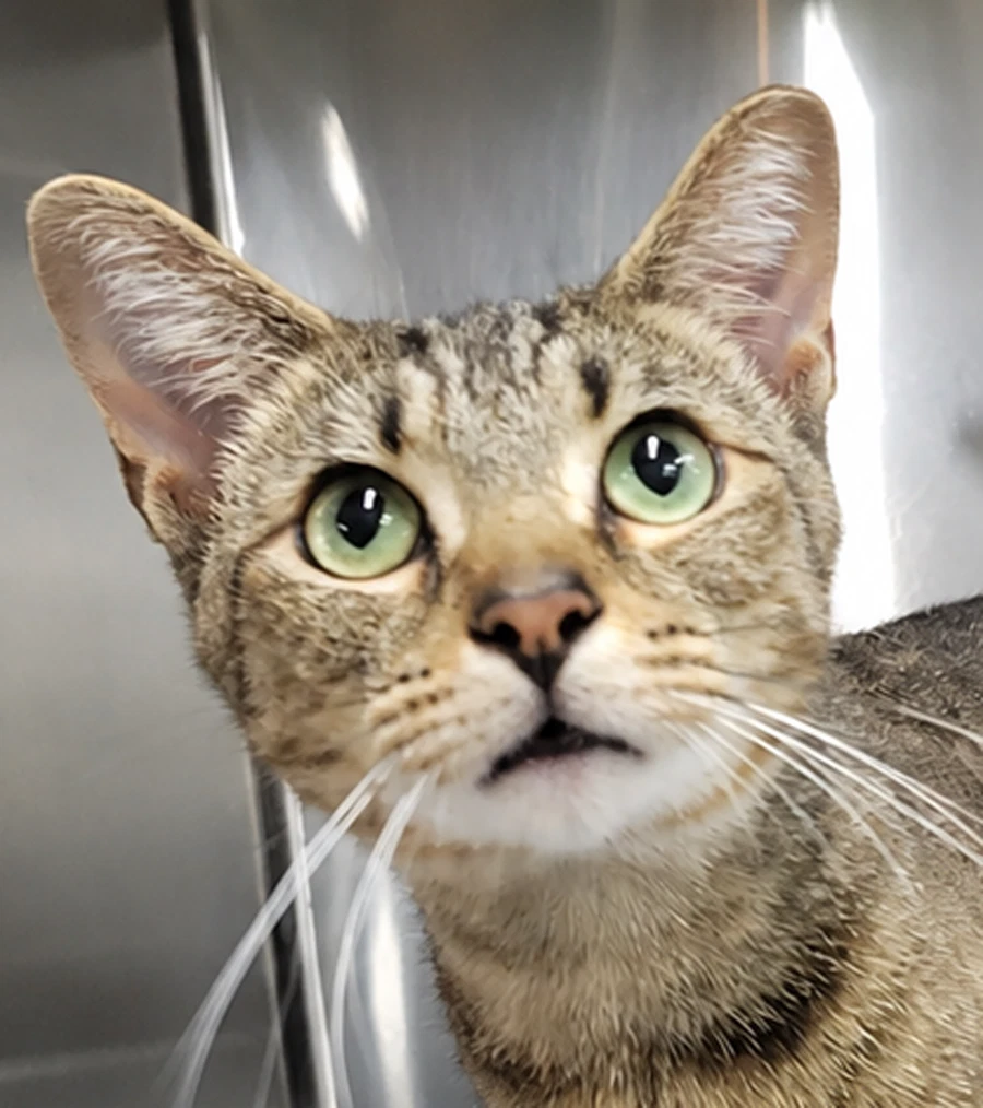 Hans Fiv Polydactyl