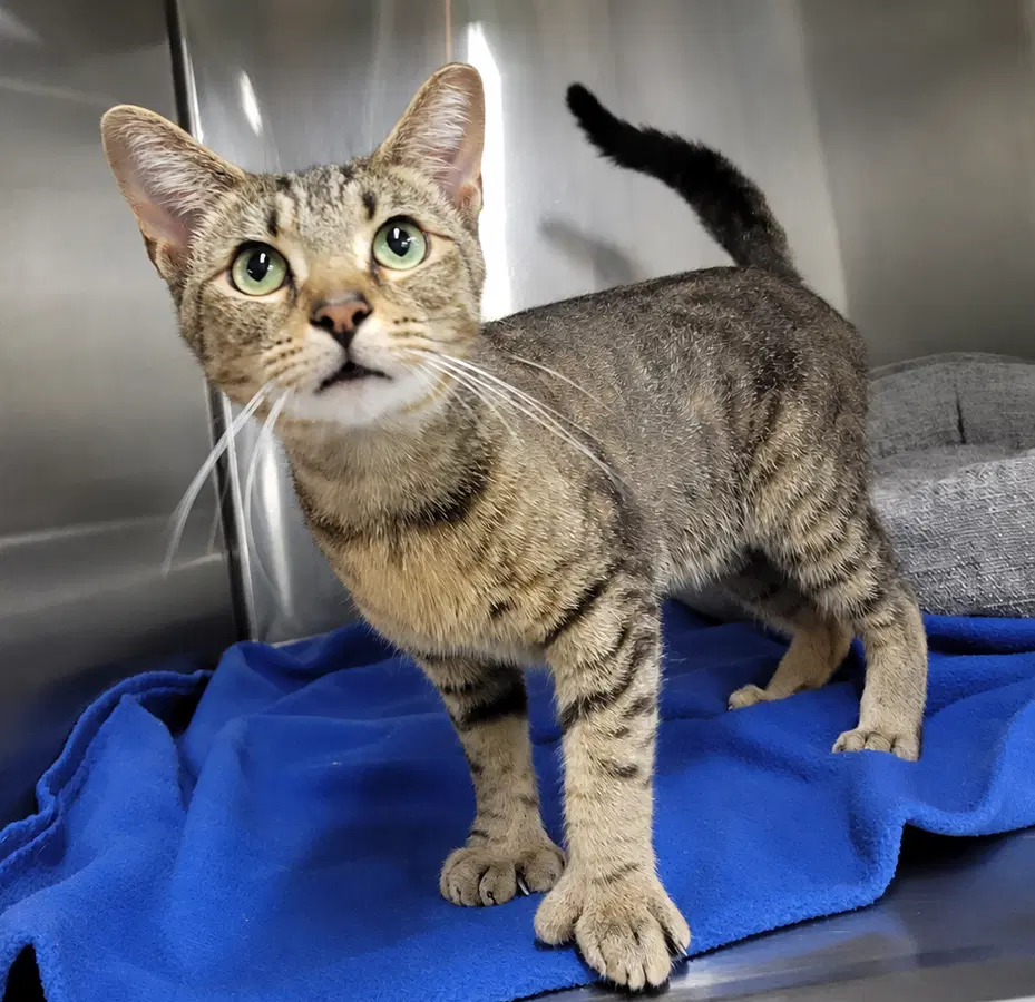Hans Fiv Polydactyl image 3
