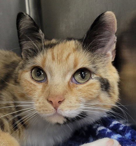 Tiki, an adoptable Calico in Cuyahoga Falls, OH