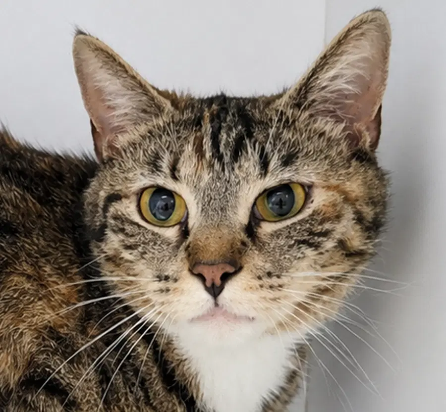 Jeni - Tabby