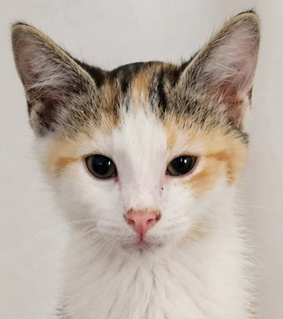 Kitten Halo image 1