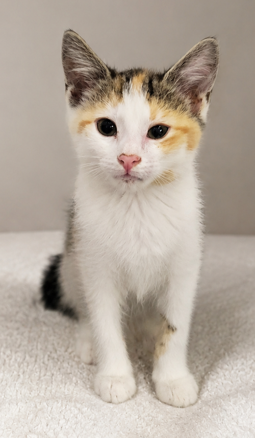 Kitten Halo photo 2