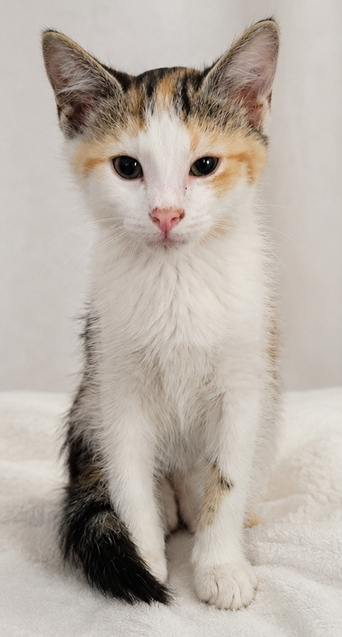 Kitten Halo photo 4