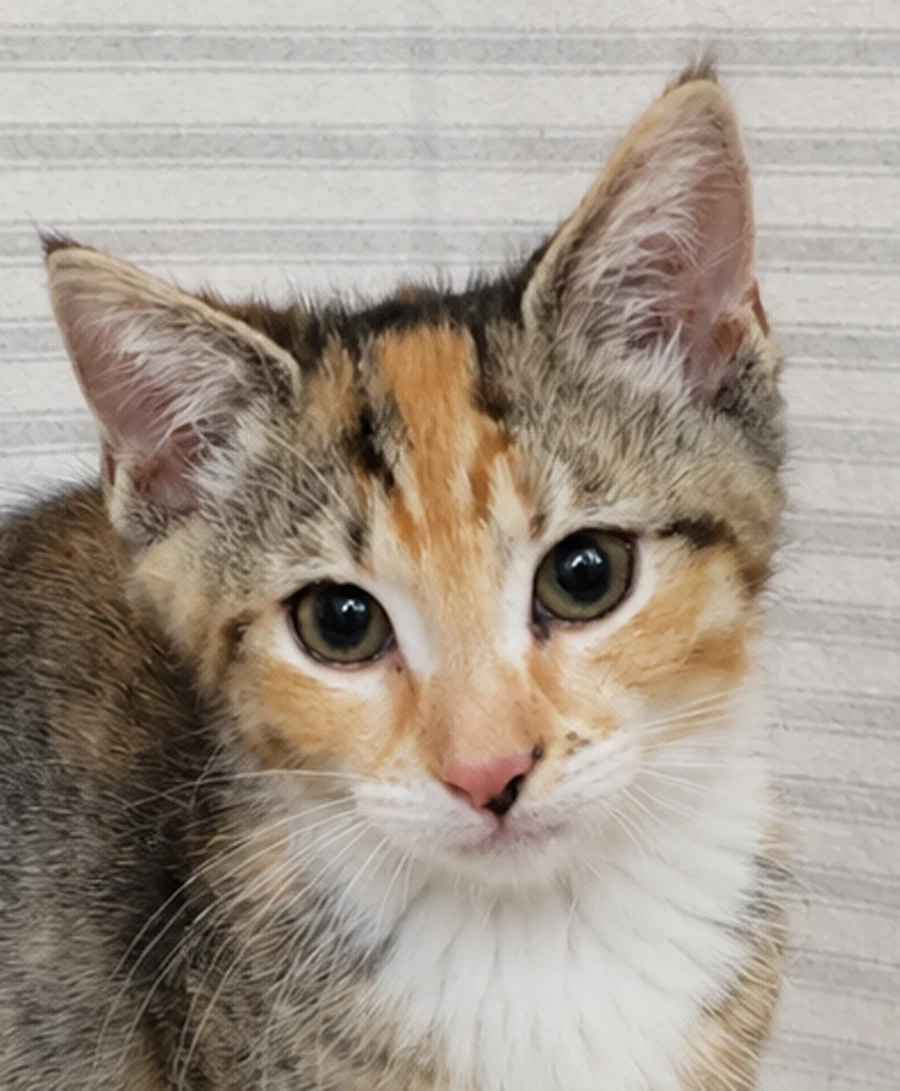Kitten Yasso At Montrose Petsmart