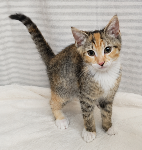 Kitten Yasso photo 2