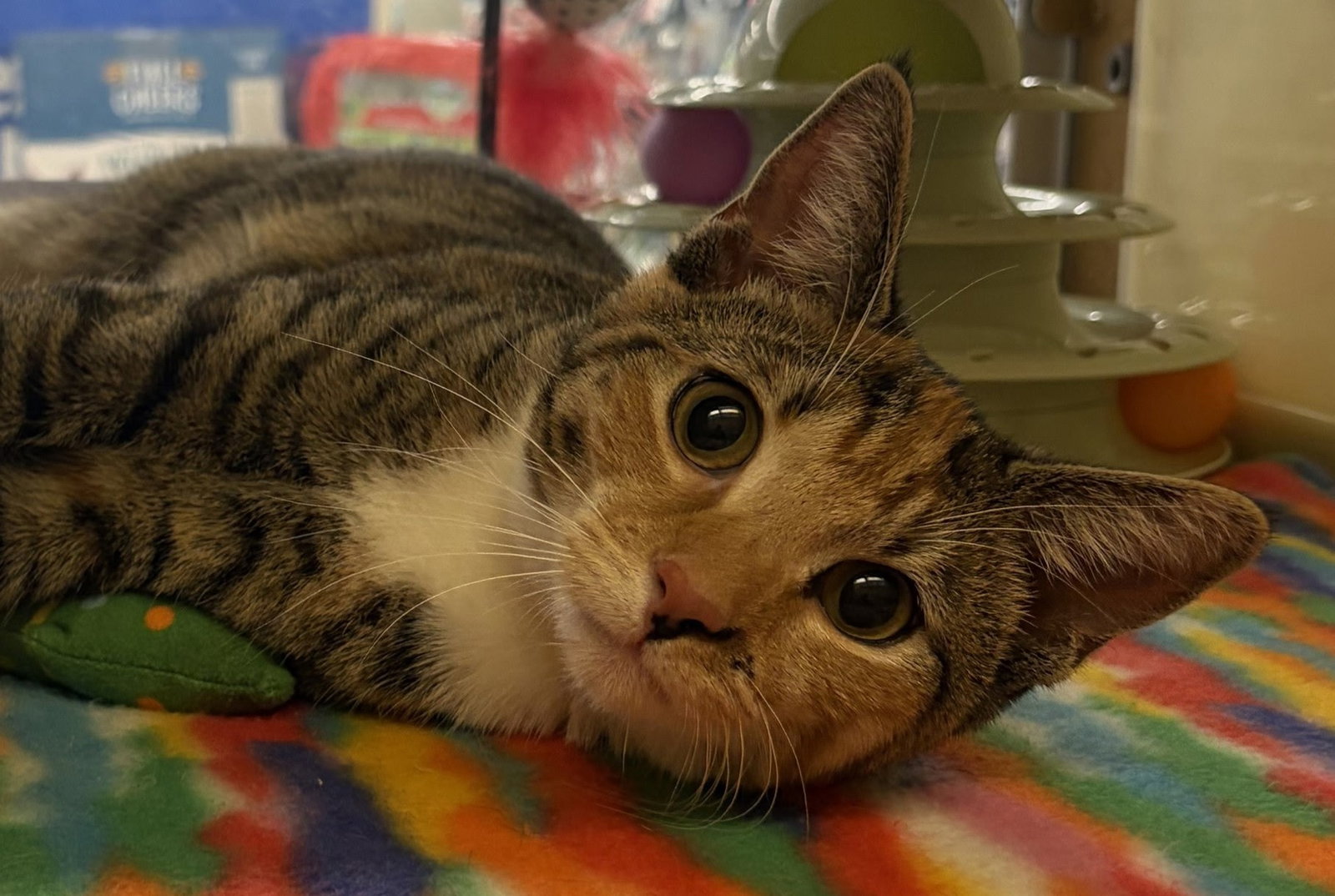 Kitten Yasso at Medina Petsmart!