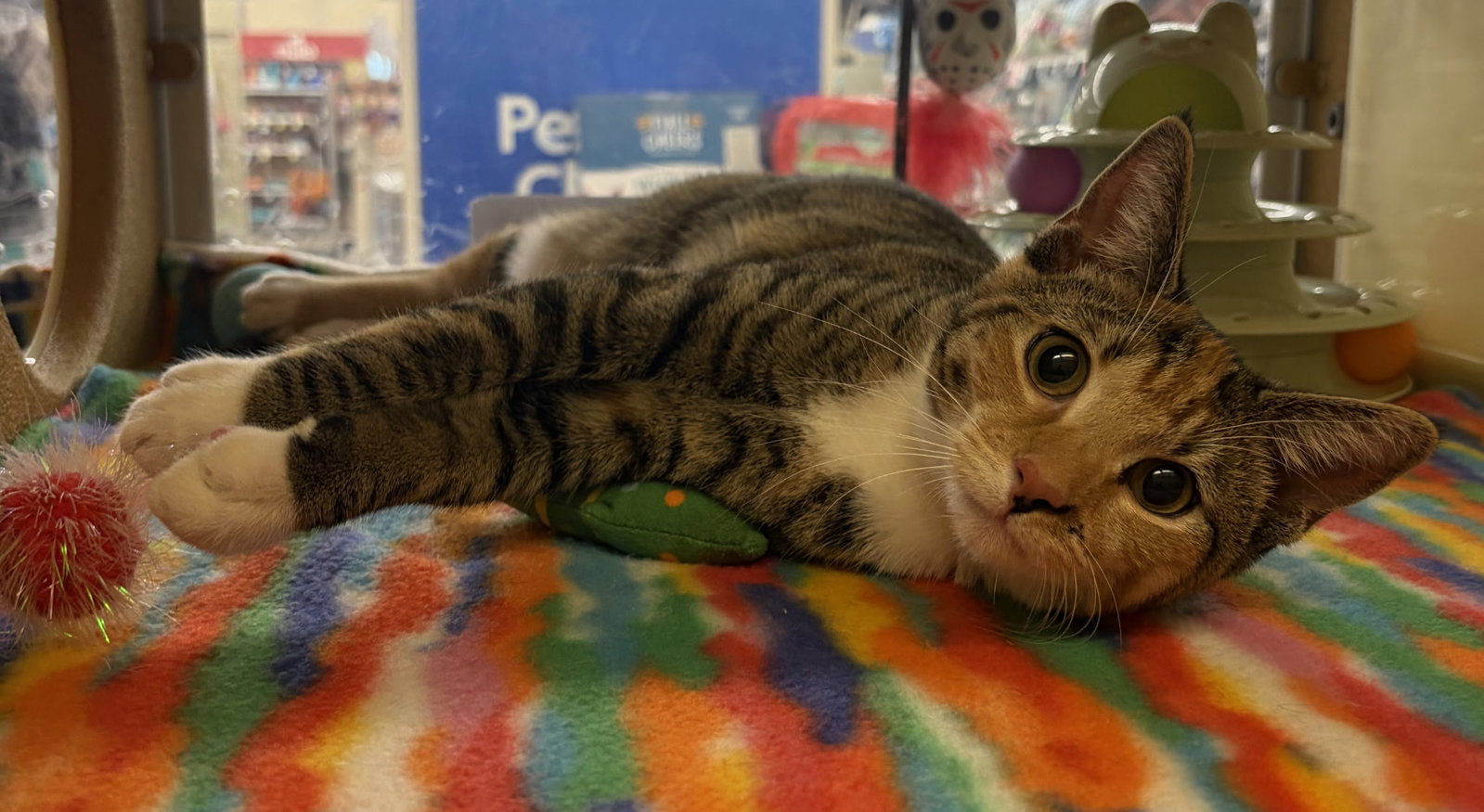 Kitten Yasso at Medina Petsmart!, photo 2