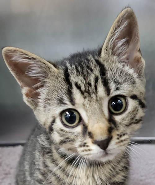 Kitten Everette, an adoptable Tabby in Cuyahoga Falls, OH