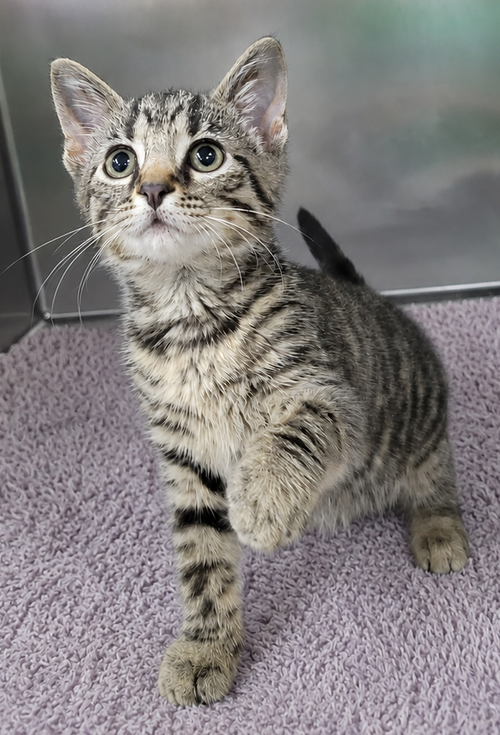 Kitten Everette photo 2