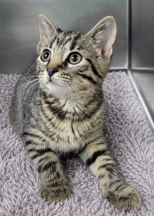 Kitten Everette photo 3