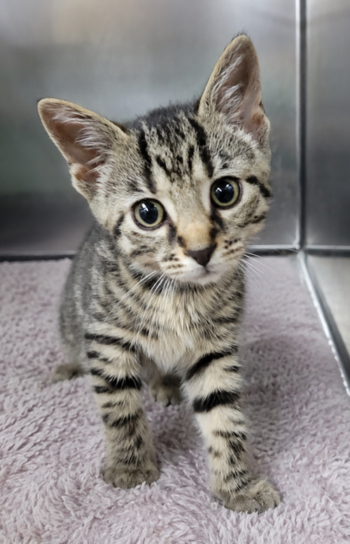 Kitten Everette photo 4