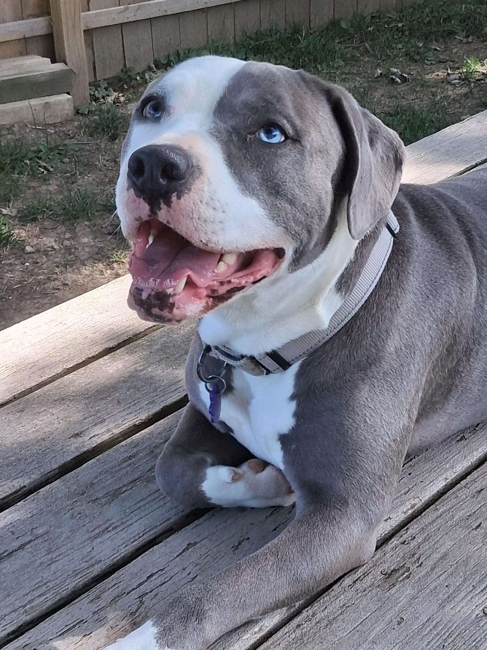 Tickle Me Nova - American Pit Bull Terrier