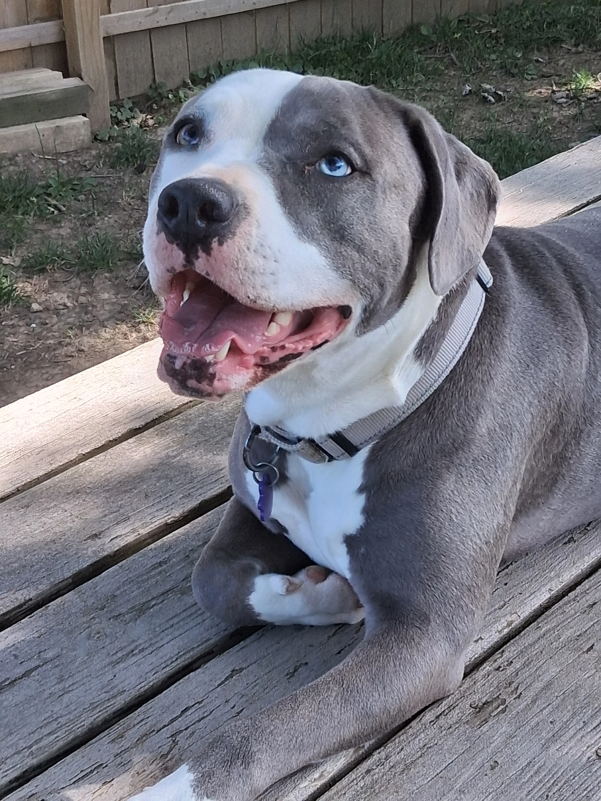 Tickle Me Nova