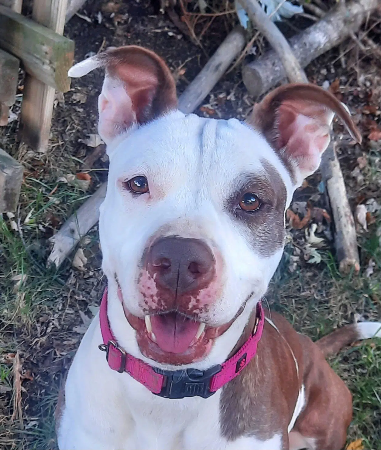 Sweet As Honey - American Pit Bull Terrier