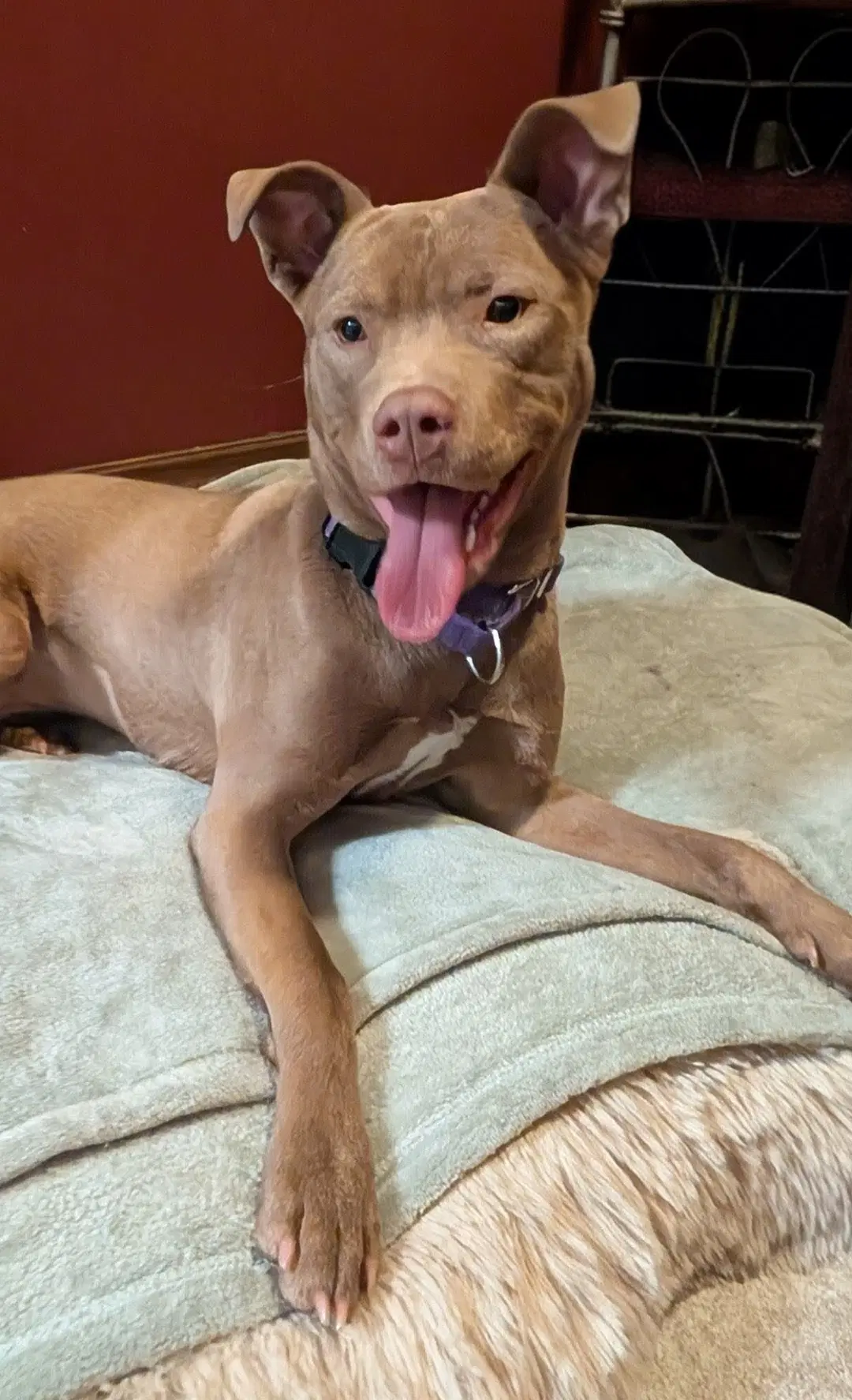 Adorable Maisy - American Pit Bull Terrier
