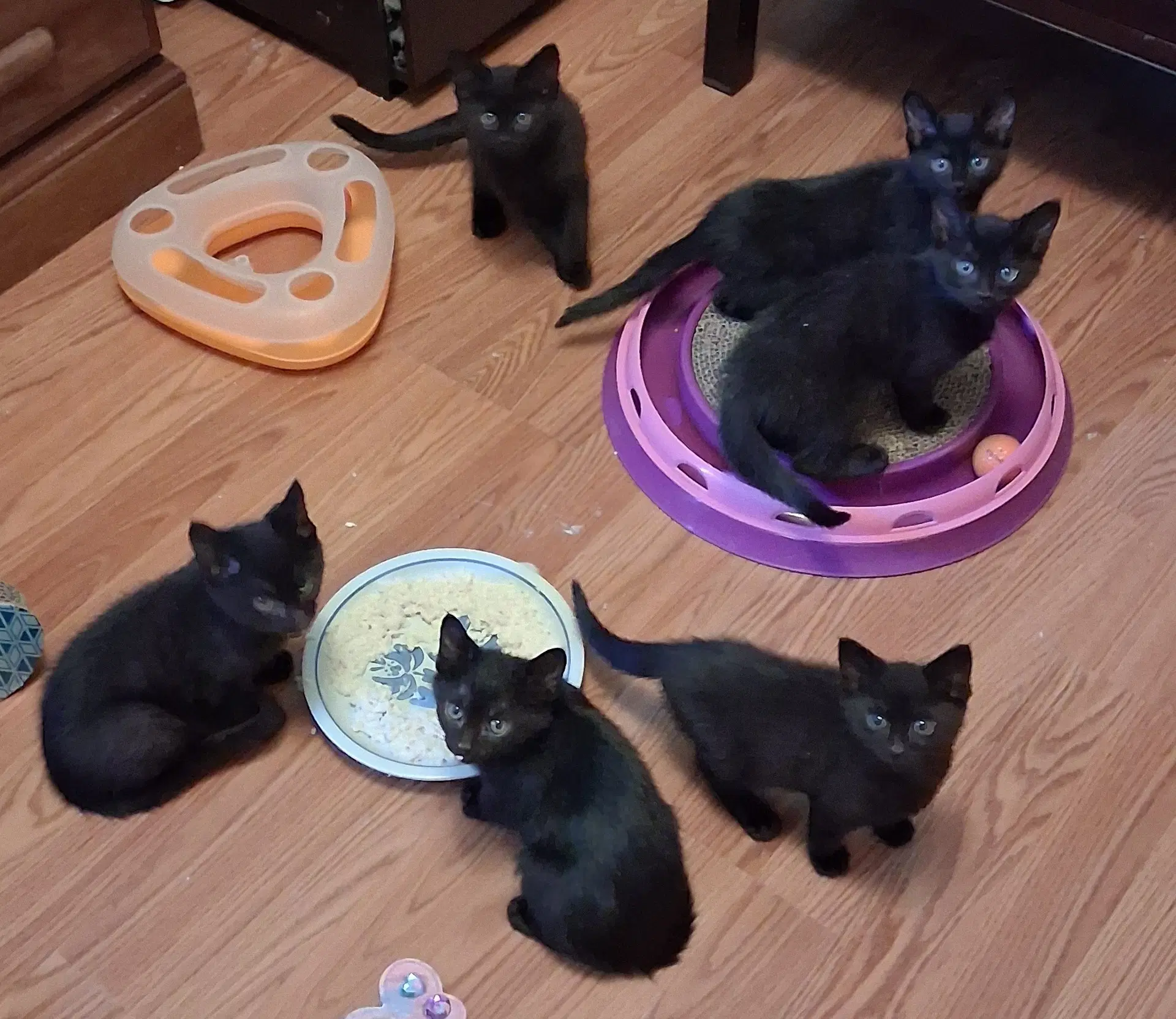 Fruit Basket Babies - Domestic Short Hair