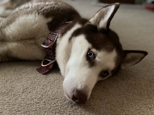 Blue Eyed Skye photo 2