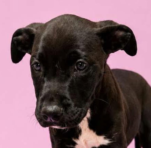 Baby Venus Puppy photo 2