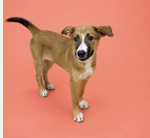 Mango Puppy photo 2