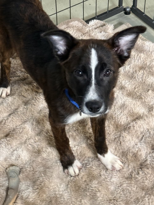 Pineapple Puppy photo 2