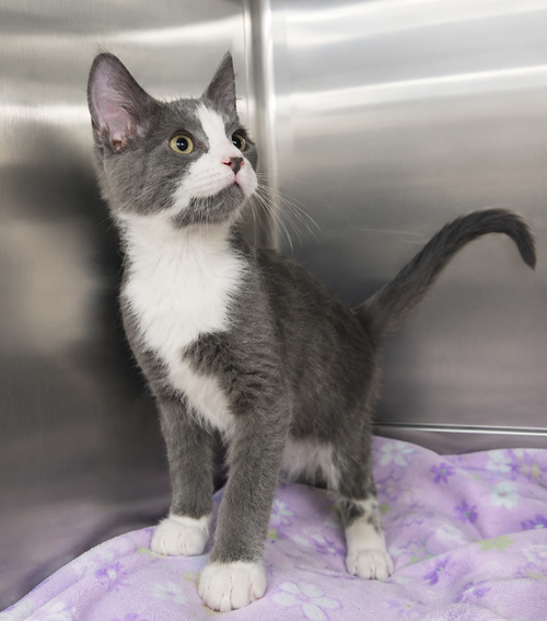 Kitten Kc photo 2