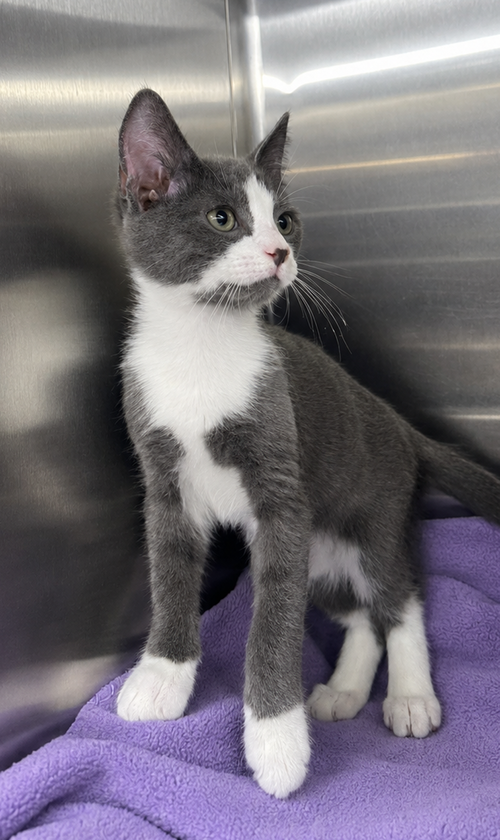 Kitten Kc photo 3