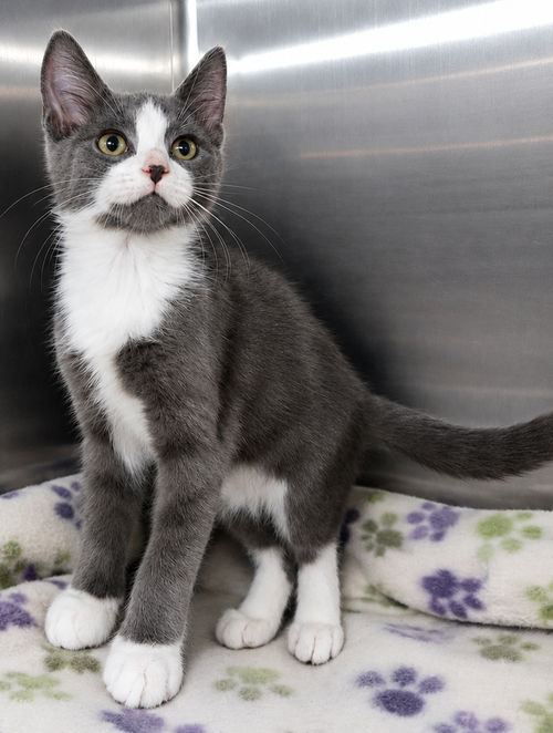 Kitten Kc photo 4