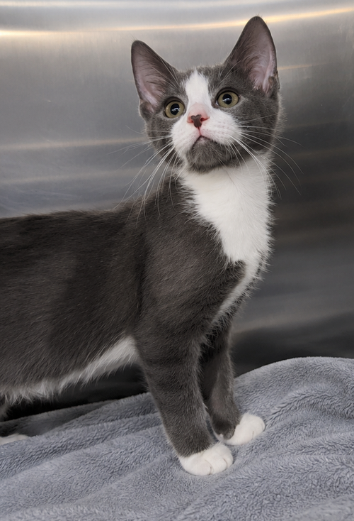 Kitten Kc photo 5