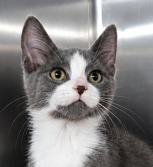 Kitten Kc