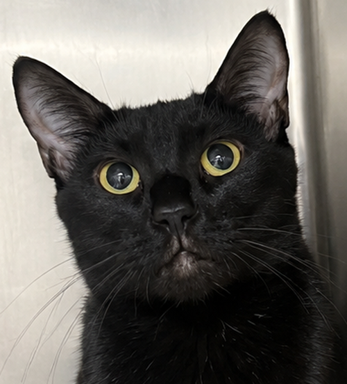 picture of the cat needing adoption