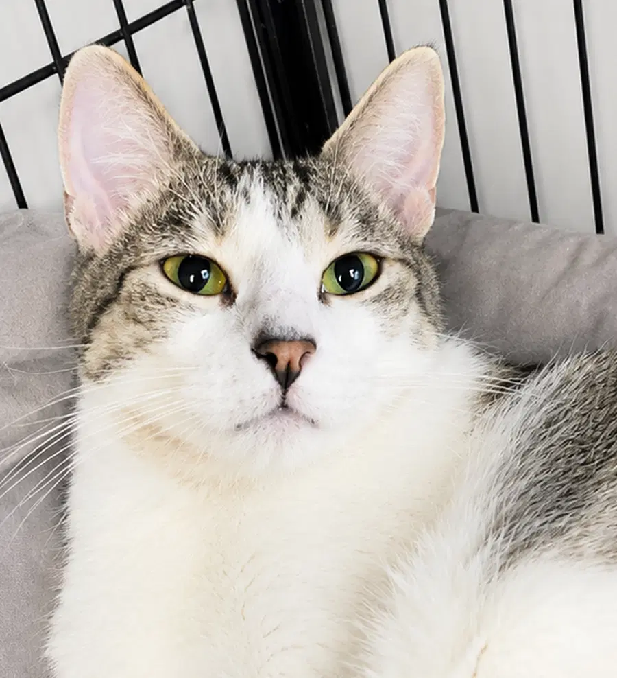 Snapple - Domestic Short Hair