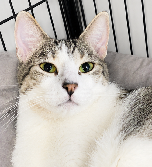 Snapple, a cat for adoption from Paws and Prayers