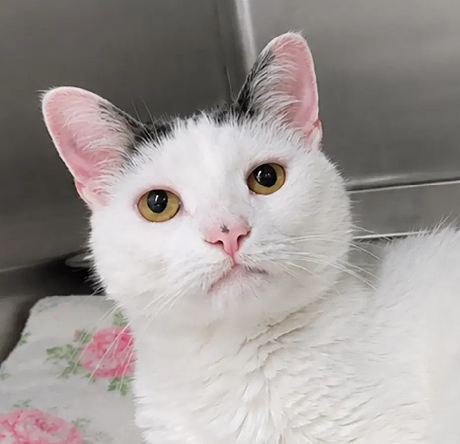 Suki - Domestic Long Hair