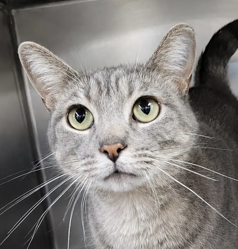 Haze - Domestic Short Hair
